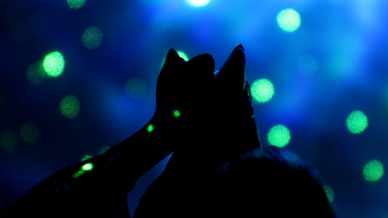 Love in the Stone Age