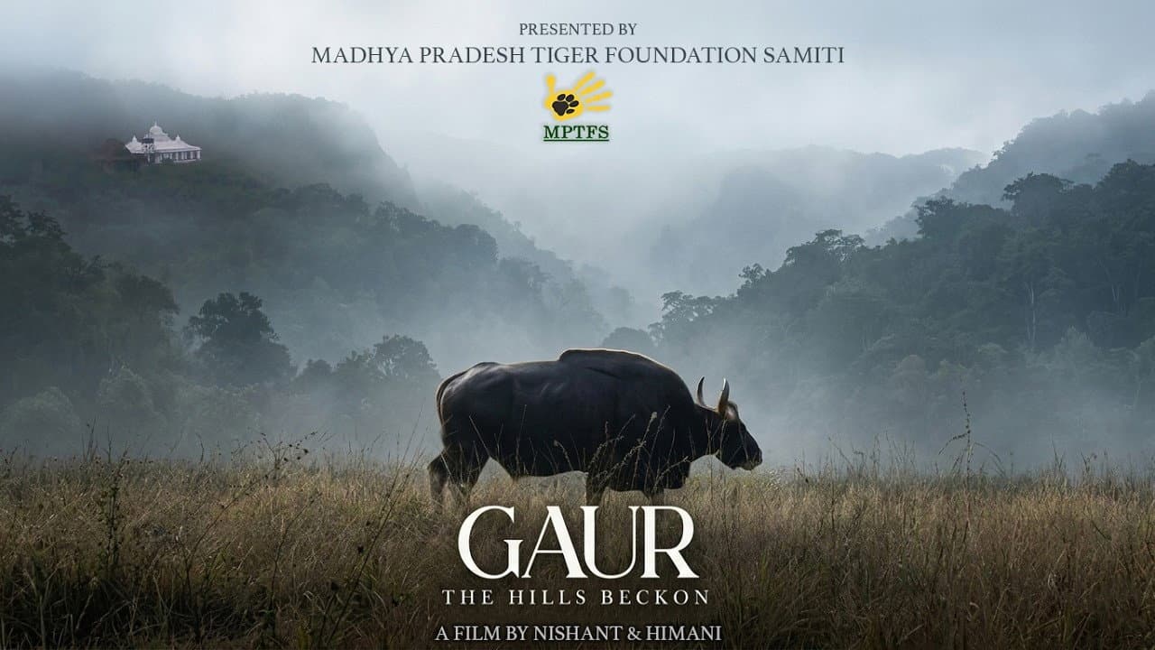 Gaur: The Hills Beckon