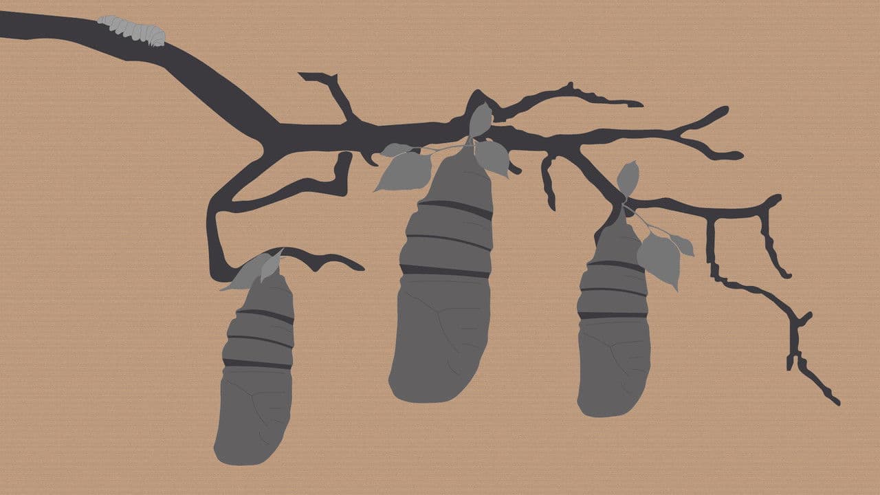 Reel #1: Surfing with Butterflies